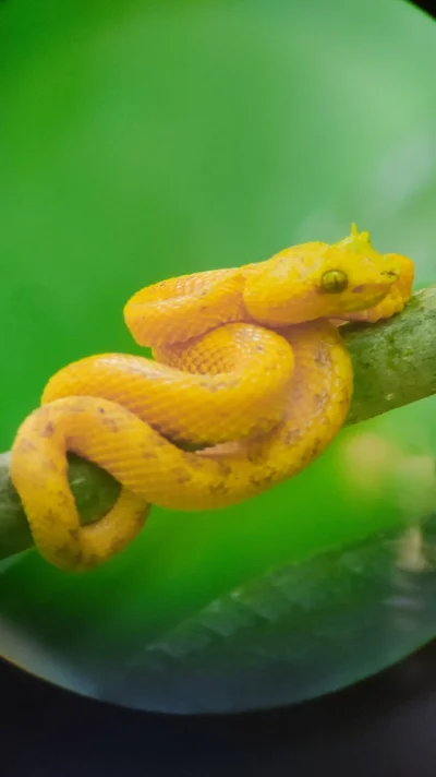 Exploración de animales