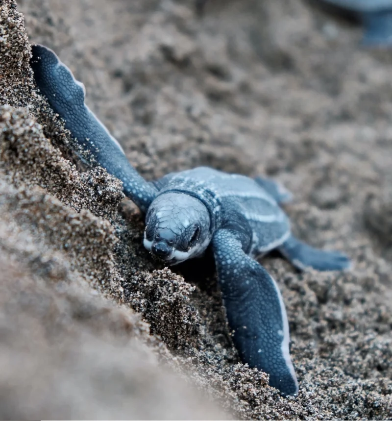 Desove Tortugas