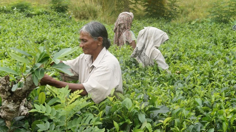 Visita las plantaciones de té.
