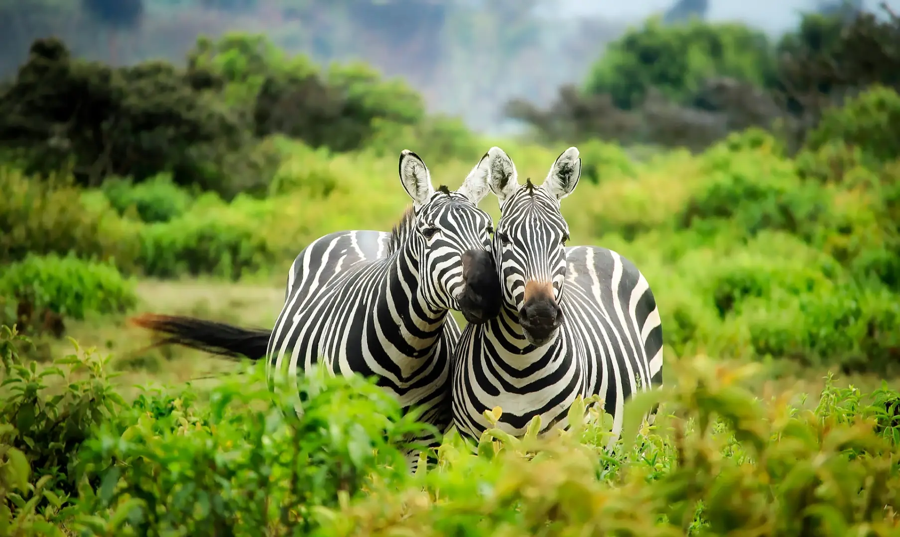 Ven con nosotros a vivir la aventura de tu vida. Un viaje enriquecedor para descubrir las maravillas de Tanzania en grupo. Un safari solidario diferente