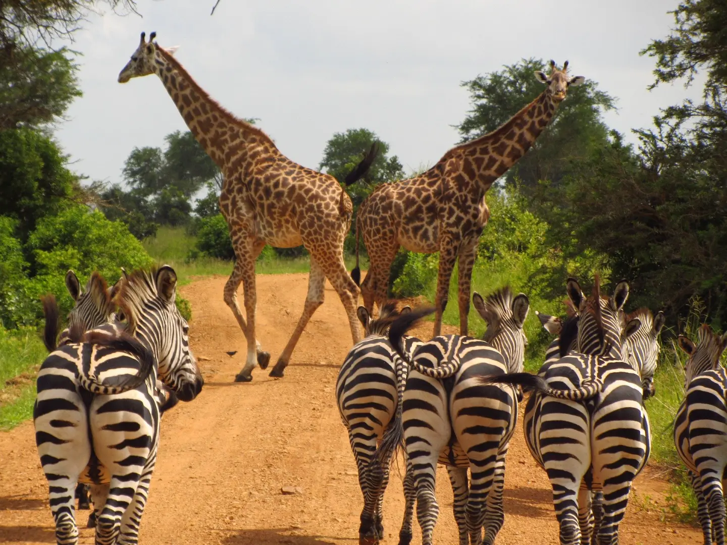Ven con nosotros a vivir la aventura de tu vida. Un viaje enriquecedor para descubrir las maravillas de Tanzania en grupo. Un safari solidario diferente