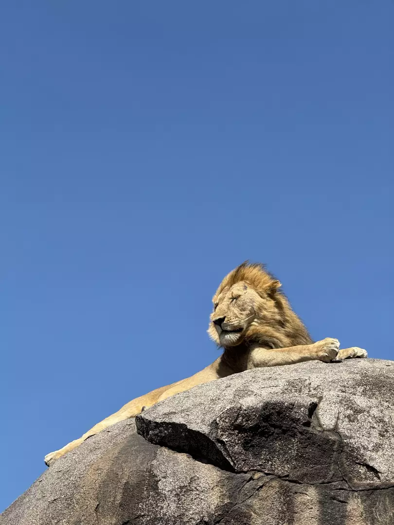 Viaje en grupo a Tanzania y Zanzíbar: safari y océano bien hilados