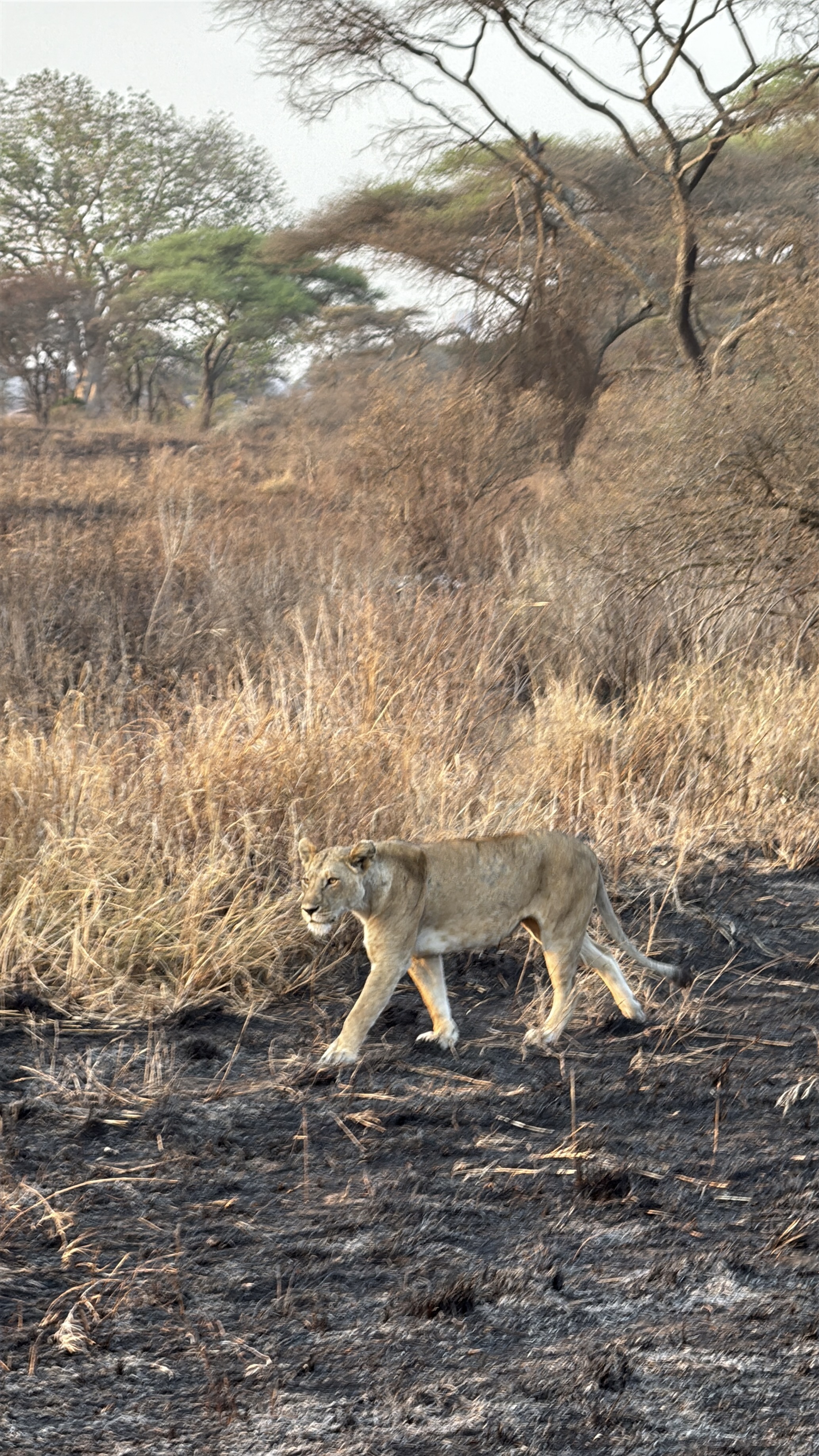 Únete a este viaje en grupo organizado a Tanzania para vivir la gran migración con tus propios ojos en un safari y convivencia con tribus locales.