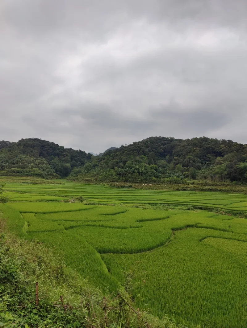 Pasear entre campos de arrozales